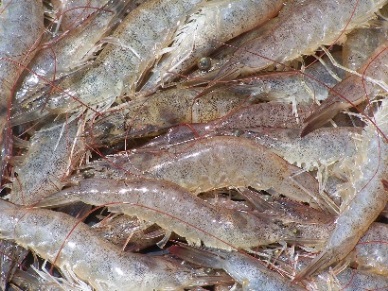 2014 whiteleg shrimp exports continue to push up 