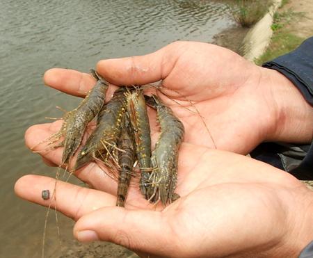 Bac Lieu: Shrimp farmers to slow down breeding 