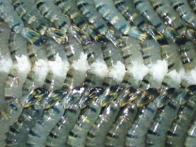 Mekong Delta: Shrimp exports aim for US$2.55 billion