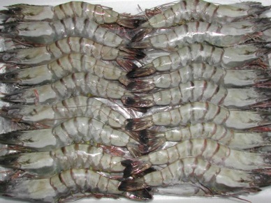 Ben Tre: Effective management for marine shrimp
