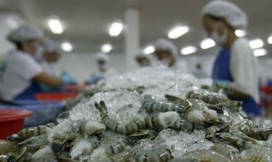U.S. shrimp industry blocks competition from Vietnam


