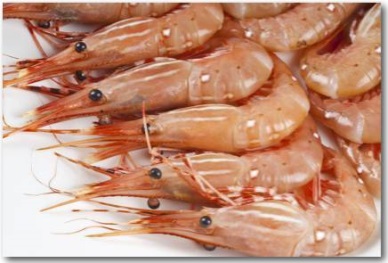 Ecuadorean shrimp farm prices decrease 4.4%; first drop in two months