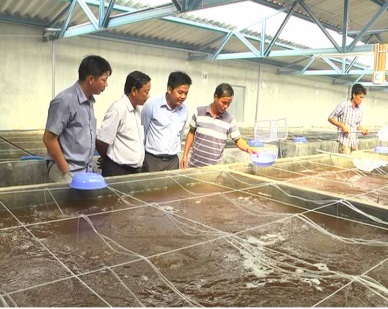 Ca Mau: Shrimp seed production to reach 20 billion in 2020
