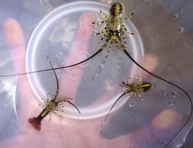 Quang Ngai: Harvesting young lobsters fetched high profit to fishermen  