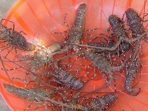 Bumper harvest of young lobsters 