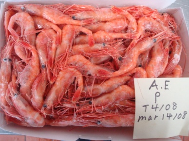 Russian market for cold-water shrimp contracting