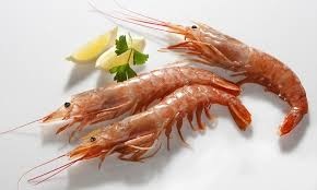 Argentina: Signs of a good year for shrimp