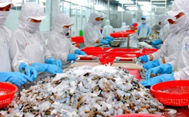 Vietnam shrimp sales to go on the rise in QIV