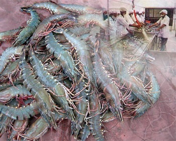 Ray of light from Japan for shrimp exporters
