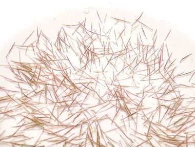 Bac Lieu: Hatcheries meet 60-70% of demand