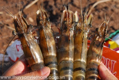 More 2 live tiger shrimp packaging facilities and 21 black tiger shrimp farms in Vietnam to export to China