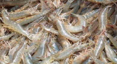 Ca Mau: seafood production upped in over 10% in 2014