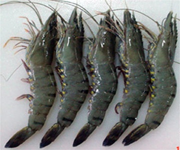 Khanh Hoa: Shrimp exports reached US$52 million