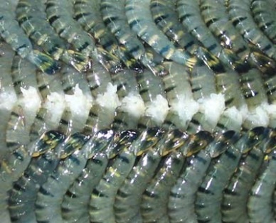 New Wind Seafood Co. Ltd: stable demand for shrimp in Japan