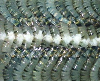 Retailer giants advocate Vietnam shrimp producers  