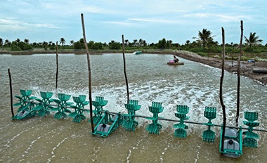 Dam Doi: More 9,500 hectares for innovated extensive shrimp production in 2014