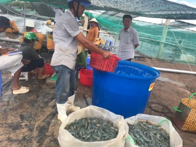 Tra Vinh province: Local farmers are busy harvesting shrimp