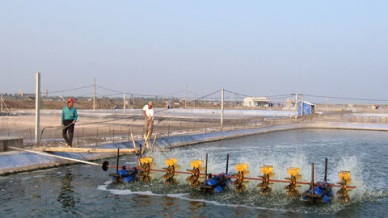 Ca Mau concerns lack of electric power for shrimp production