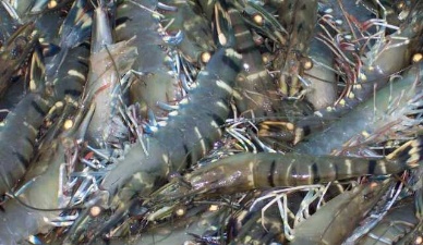 VASEP has evidence against U.S. anti-subsidy lawsuit