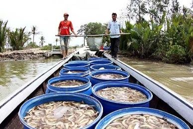 Pilot project to save energy on prawn farms may be expanded