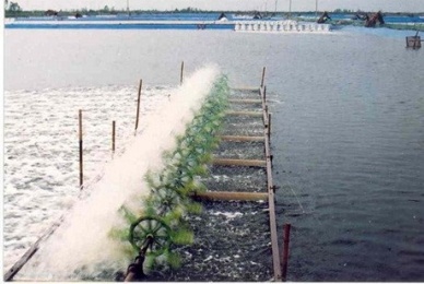 Ca Mau to boost the improved extensive shrimp farming