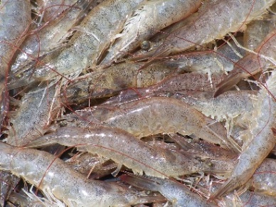 Vietnam whiteleg shrimp exports rose nearly 200 percent in Aug 2013