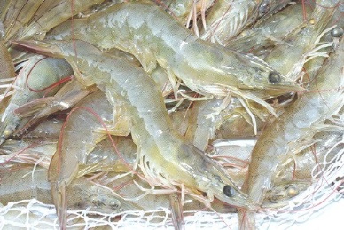 More chances for Binh Thuan shrimp exports to the U.S.