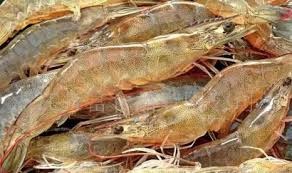 Whileleg shrimp exports jumps across black tiger shrimp