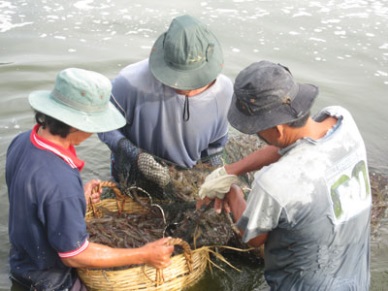Soc Trang: Sharp rise in shrimp price
