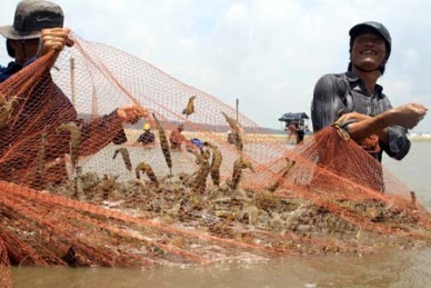 Ca Mau shrimp sector attempts to overcome hardship