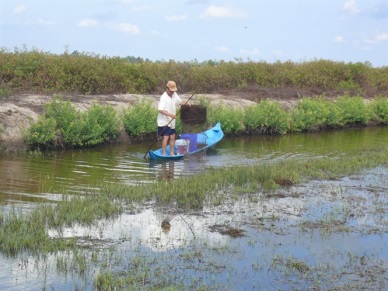 Ca Mau: Shrimp farmers earn high profit from innovated extensive farming