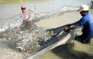 Tra Vinh: Sharp rise in aquaculture production in Jan-May 2014
