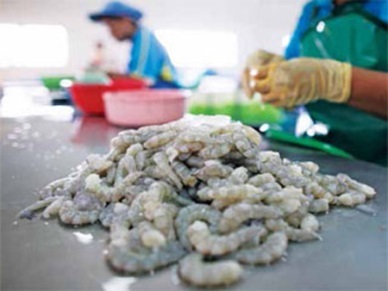 Fimex Vietnam: Available shrimp for process