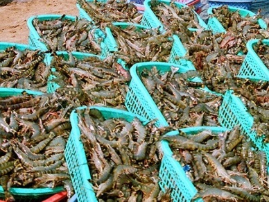 Kien Giang: striving to yield  56 thousand MT of farmed shrimp in 2015