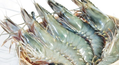 Shrimp from Vietnam: disease-free and safe
