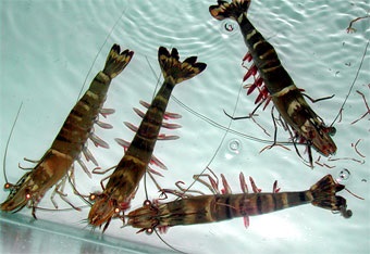 Improving shrimp quality and productivity