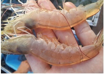 Tien Giang: Whiteleg shrimp prices showed a climb