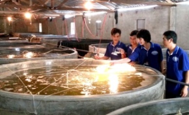 Ca Mau: Shrimp seed to hit 8 billion pieces in 2016