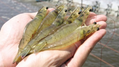 Whiteleg shrimp is more favoured in Germany