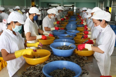 Shrimp production up 20% in 2014