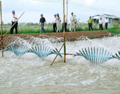 Vietnam strengthening control of disease on shrimp