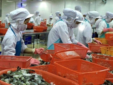 Shrimp exports rose sharply through August 2013