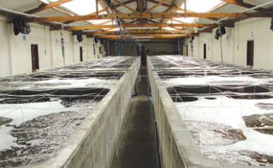 Binh Thuan: Shrimp seed production in Jan-Feb reached 1,765 million