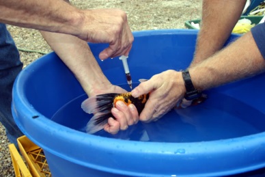 FDA Answers Your Questions about Fish Drugs