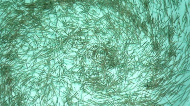 Ca Mau: Encouraging shrimp seed production