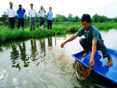 Ca Mau: Rise in shrimp productivity 