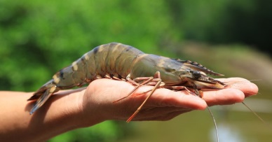 Shrimp exports to the US to grow in the last quarter of 2019