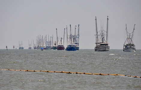MS Gulf Shrimp Landings are Good, but Prices Down