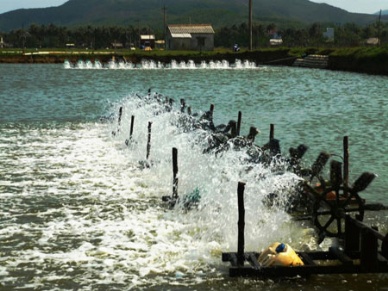 Whiteleg shrimp farming under modern technology