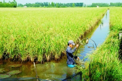 Bac Lieu: Developing models of clean and safe rice and shrimp